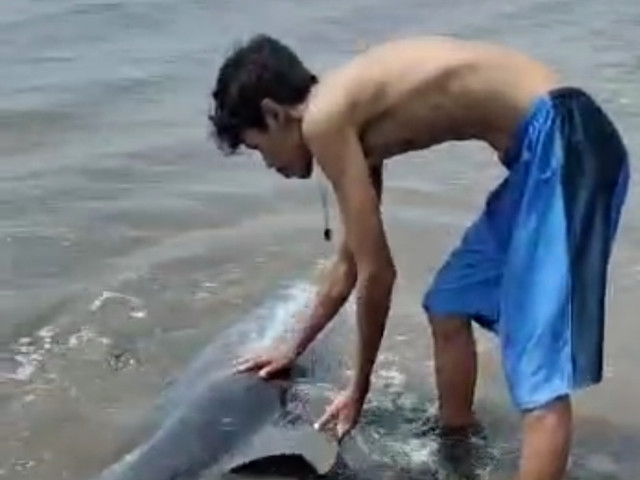 Lumba-luma terdampar di Pantai Padanggalak, Denpasar, Bali - IST