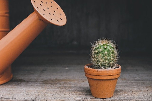 Ilustrasi Cara Merawat Kaktus. Foto: pixabay.com