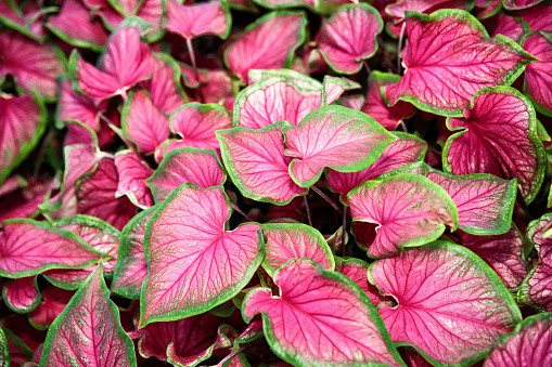 Keladi hias. Foto: Unsplash.com
