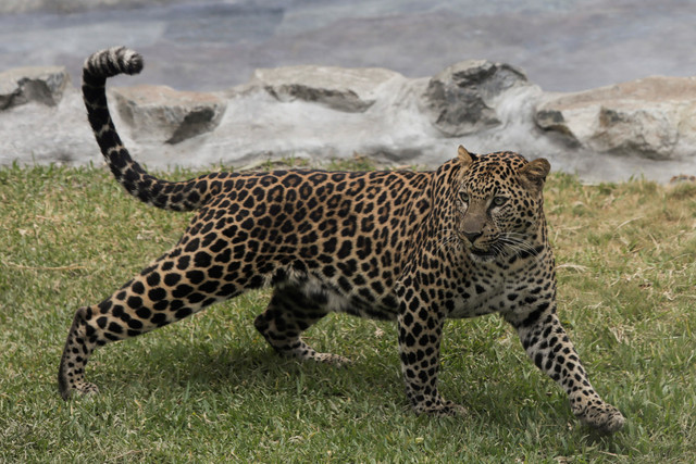 Anak macan tutul di kebun binatang Parque de las Leyendas, di Lima, Peru. Foto: Angela Ponce/REUTERS