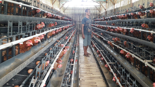 Keterangan foto: Ayam petelur milik Hardyan Widyo Isworo warga Desa Tana Duen. Foto:Athy Meaq.
