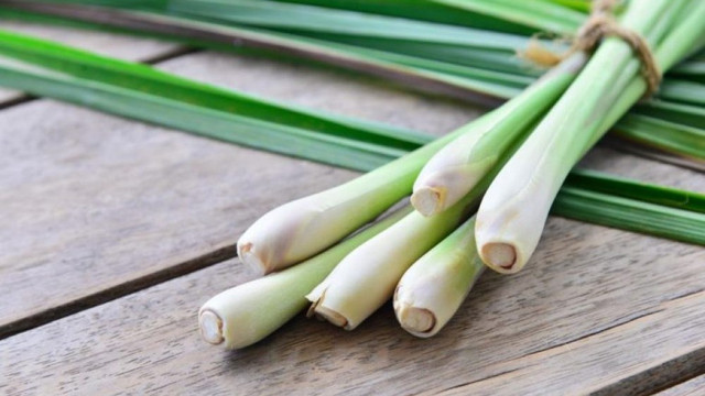 Ilustrasi sereh wangi. Foto: Pixabay