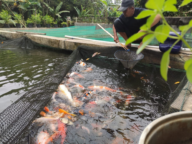 Seorang Guru SD di Kabupaten Kuningan, Jawa Barat, mulai menggeluti budidaya ikan koi sejak tahun 2018. (Andri)