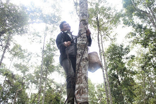 Petani menyadap pohon kemenyan. Foto: koleksi pribadi.