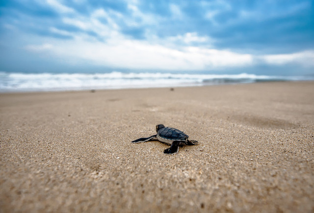 Penyu di PInggir Pantai. Foto: Pixabay/Kanenori/https://pixabay.com/photos/turtle-baby-turtle-beach-hatchling-2201433/