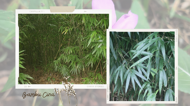 Foto (Tatang/Dwi): Contoh Tumbuhan Alien Species