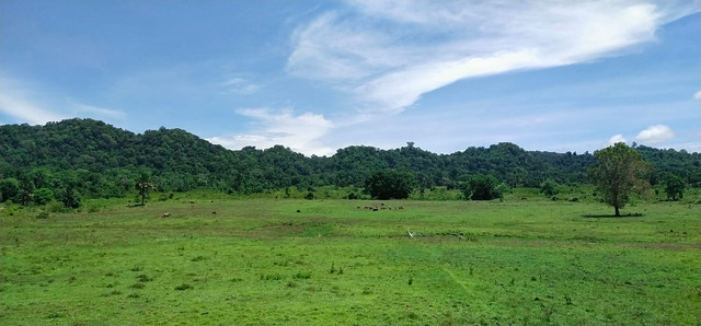 Padang Savana Alas Purwo. Foto: Dok. Pribadi