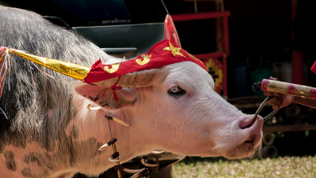 Ilustrasi Kerbau Toraja. Foto: Steve Barze/shutterstock