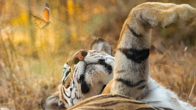 Collarwali merupakan predator buas tapi juga dikenal bersahabat.