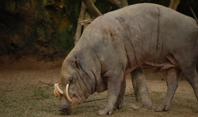 Ilustrasi babi rusa yang hanya ditemukan di Indonesia. Foto: Pixabay