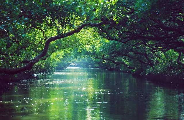 Ilustrasi hutan rawa yang wilayahnya tersebar di beberapa pulau. Foto: Pixabay