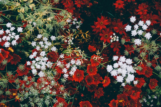 Dimana saja kawasan flora Indonesia? Foto: Unsplash