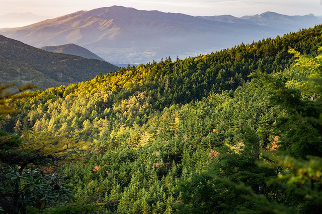 Ilustrasi hutan pegunungan tinggi tersebar di berbagai wilayah Indonesia. Foto: Pixabay