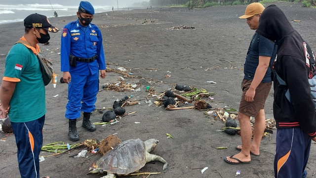 Penemuan penyu hijau di Pantai Cangkring yang dalam keadaan membusuk, Rabu (19/1). Foto: Sarlinmas Wilayah 4