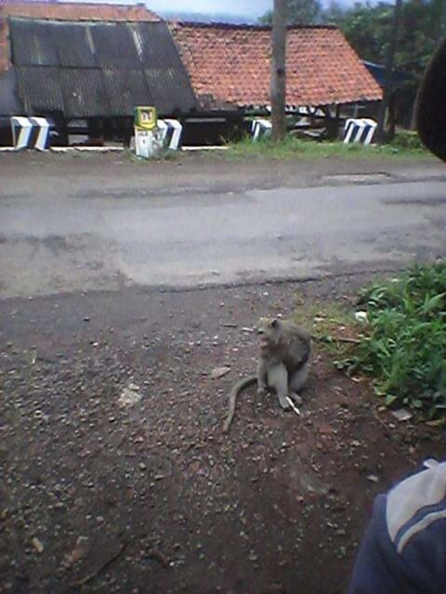 Kawanan monyet saat berada di kawasan penduduk di Kuningan. (Dok. Damkar Kabupaten Kuningan)