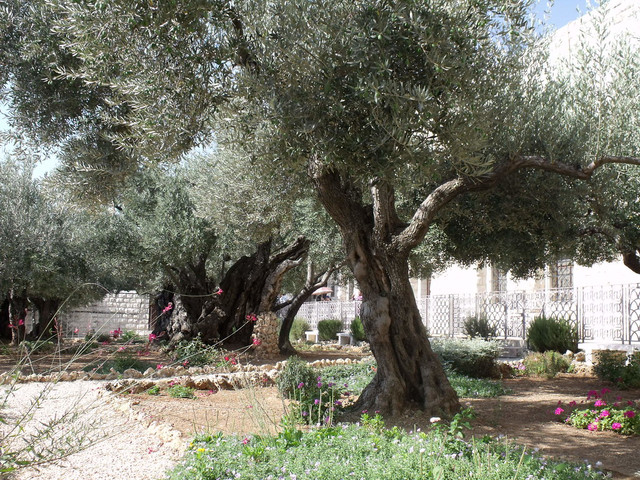 Apa yang Terjadi di Taman Getsemani pada Yesus Kristus?, Foto: Flickr/Lovely tya 