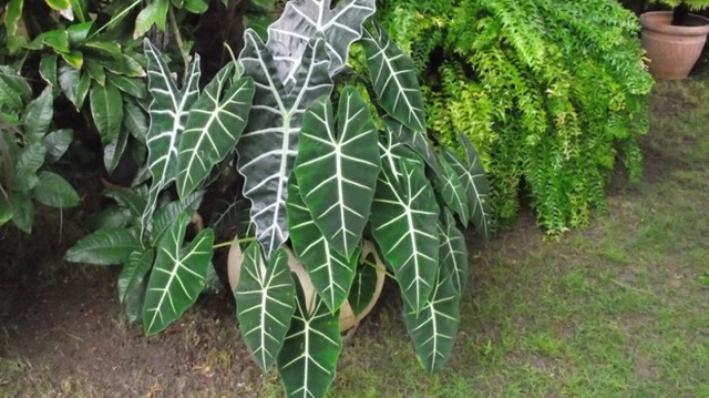 Ilustrasi kuping gajah. Foto: Istimewa