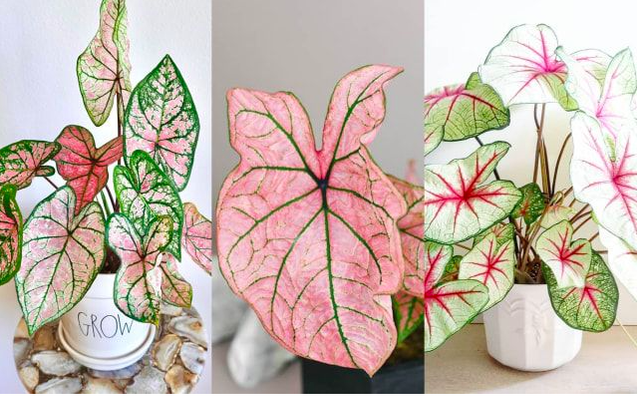 Ilustrasi tanaman hias. Foto: Kumparan