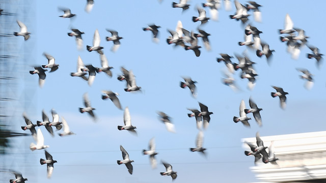 Sejumlah Burung Dara atau Merpati (Columba livia) terbang secara berkelompok di kawasan Ciledug, Tangerang, Banten, Jumat (21/1/2022). Foto: Hafidz Mubarak A/ANTARA FOTO