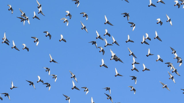 Ilustrasi burung. Foto: Hafidz Mubarak A/ANTARA FOTO