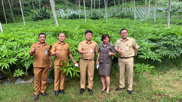 Lahan pertanian di Kabupaten Minahasa Utara yang ditanami tanaman porang. 