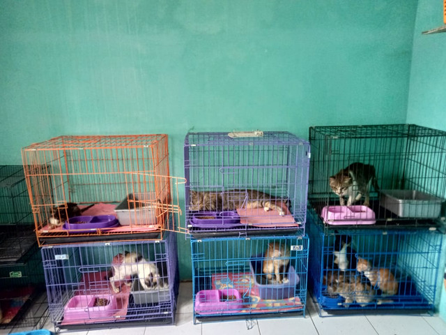 Potret Kehidupan para kucing yang diselamatkan oleh Susan dan K3L di Selter Rumah Kucing Amanah | Foto : Sidik Aryono/Lampung Geh