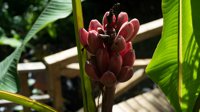 Ilustrasi enset buah mirip pisang khas Ethiopia. Foto: Shutterstock/hernan ceballos