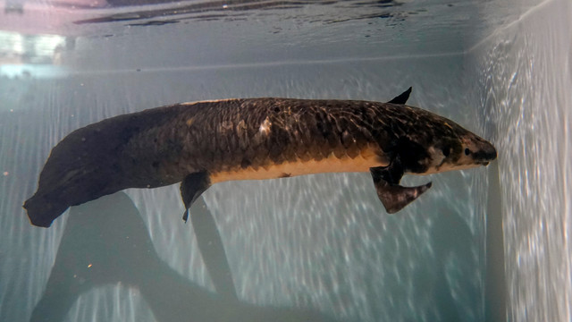 Ikan akuarium tertua di dunia bernama Temui Methuselah, di San Francisco. Foto: Jeff Chiu/AP Photo