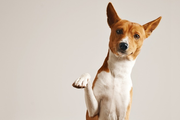 Anjing. Foto: Freepik