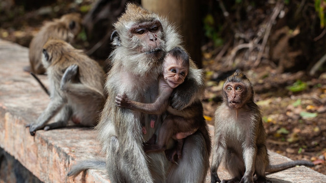 Ilustrasi monyet ekor panjang. Foto: Pixabay