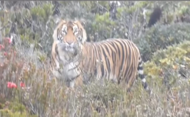 Harimau Sumatra terekam kamera di Taman Nasional Gunung Leuser. Foto: Instagram/@bbtn_gn_leuser