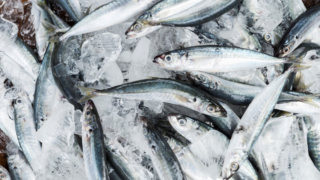 Ilustrasi ikan sarden. Foto: Getty Images