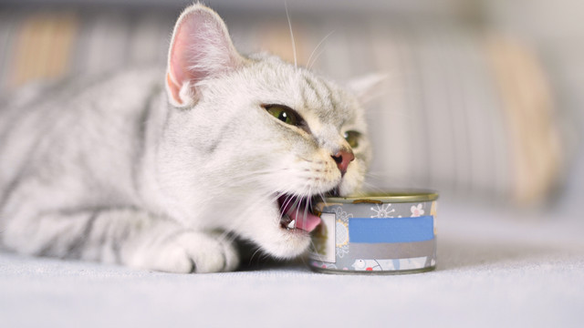 Ilustrasi kucing. Foto: Waitforlight/Getty Images