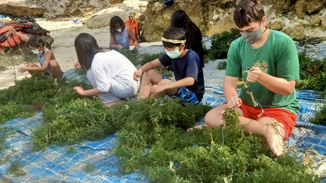 Turis di Nusa Lembongan, Bali, saat mengikuti atraksi mengolah rumput laut - IST