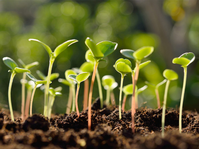 Ilustrasi tumbuhan yang dipelajari dalam studi botani. Foto: iStock
