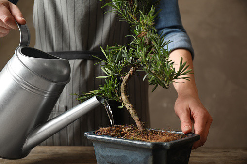 Ilustrasi cara membuat bonsai kelapa. Foto. dok. Liudmila Chernetska (Unsplash.com)