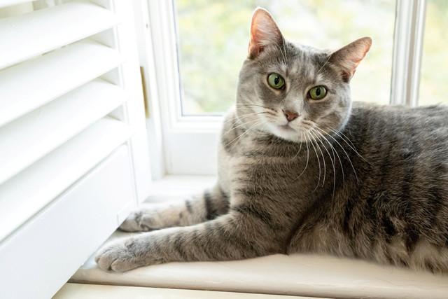 Willow, kucing baru keluarga Presiden Amerika Serikat Joe Biden berada di Gedung Putih di Washington, Amerika Serikat, Kamis (27/1/2022).  Foto: Erin Scott/Gedung Putih/via REUTERS