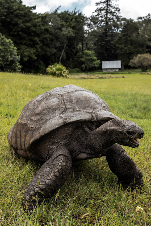 Jonathan, kura-kura raksasa Seychelles, diyakini sebagai reptil tertua yang hidup di bumi dengan usia 190 tahun. Foto: GIANLUIGI GUERCIA / AFP