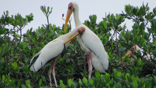 Burung bangau di Pulau Rambut. Foto: Wetland Internasional Indonesia