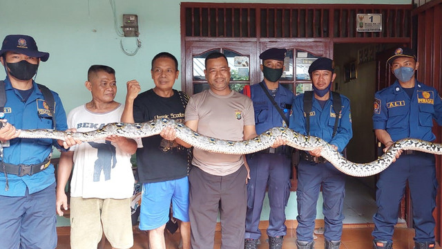 Seekor Ular Sanca Batik 3 meter ditemukan di genteng rumah warga di Bekasi. Foto: Dok. Istimewa