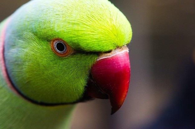 Ilustrasi burung love bird. Foto: Freepik. 