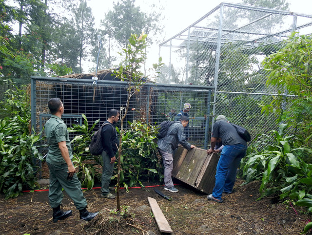 Tampak sejumlah petugas saat membawa macan tutul betina ke kandang habituasi di Gunung Ciremai Kabupaten Kuningan, Jabar. (Foto: Balai TNGC Kuningan)