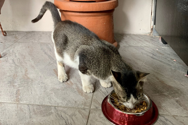 Potret Pribadi Kucing Kampung