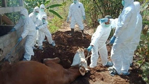 Sapi mati mendadak di Gunungkidul. Foto: Dinas Pertanian dan Pangan Kabupaten Gunungkidul