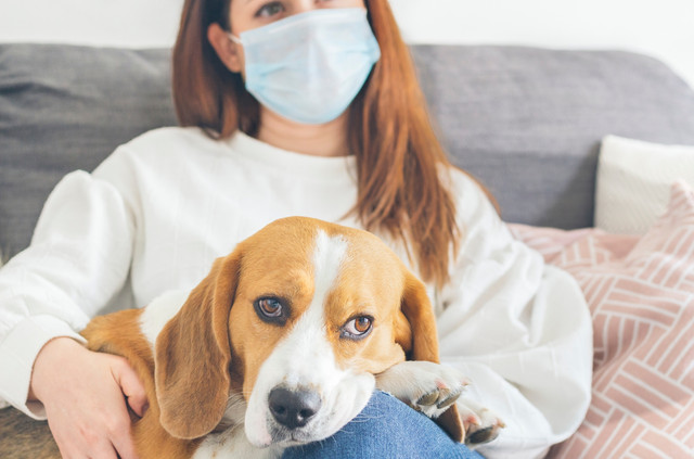 Ilustrasi hotel mewah untuk anjing. Foto: Victor Lafuente Alonso/Shutterstock