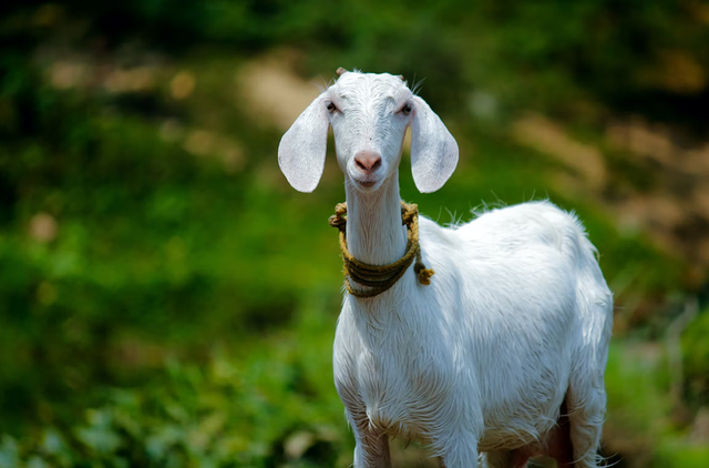 Ilustrasi kambing untuk diaqiqah. Foto: unsplash.com/@nandhukumarndd
