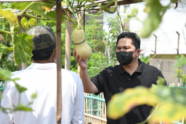 Menteri BUMN Erick Thohir saat meninjau lahan pertanian warga di kawasan Kembangan Utara, Jakarta Barat, Jumat (4/2/2022). Foto: Dok. Istimewa