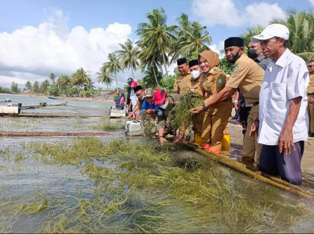 Panen rumput laut di Desa Wainin, Kec. Sanana Utara, Kab. Kepulauan Sula (Foto: dok. pribadi)