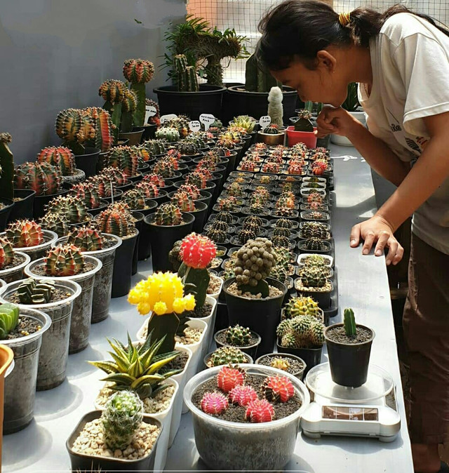 Beragam jenis koleksi kaktus milik pemuda di Kabupaten Ciamis, Jawa Barat. (Foto: Instagram/karikaktus2)