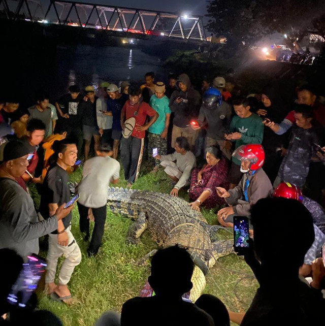 Buaya Berkalung Ban di Palu Ditangkap, Warga Potong Bannya. Foto: Istimewa